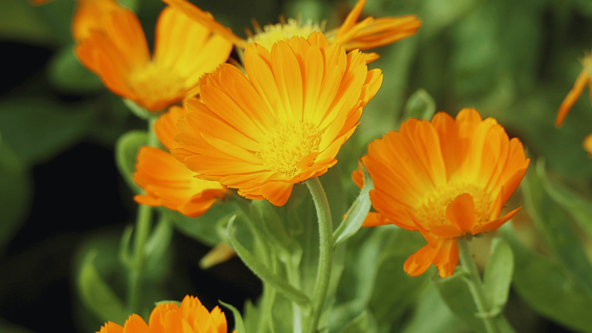 bright orange calendula flowers in a garden