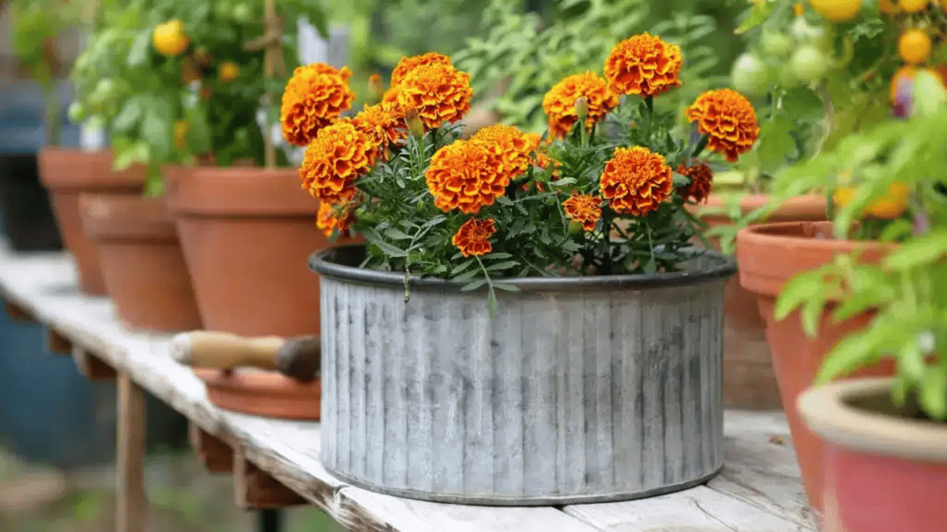 bright orange marigold flowers growing in a metal container on a wooden table with garden pots nearby
