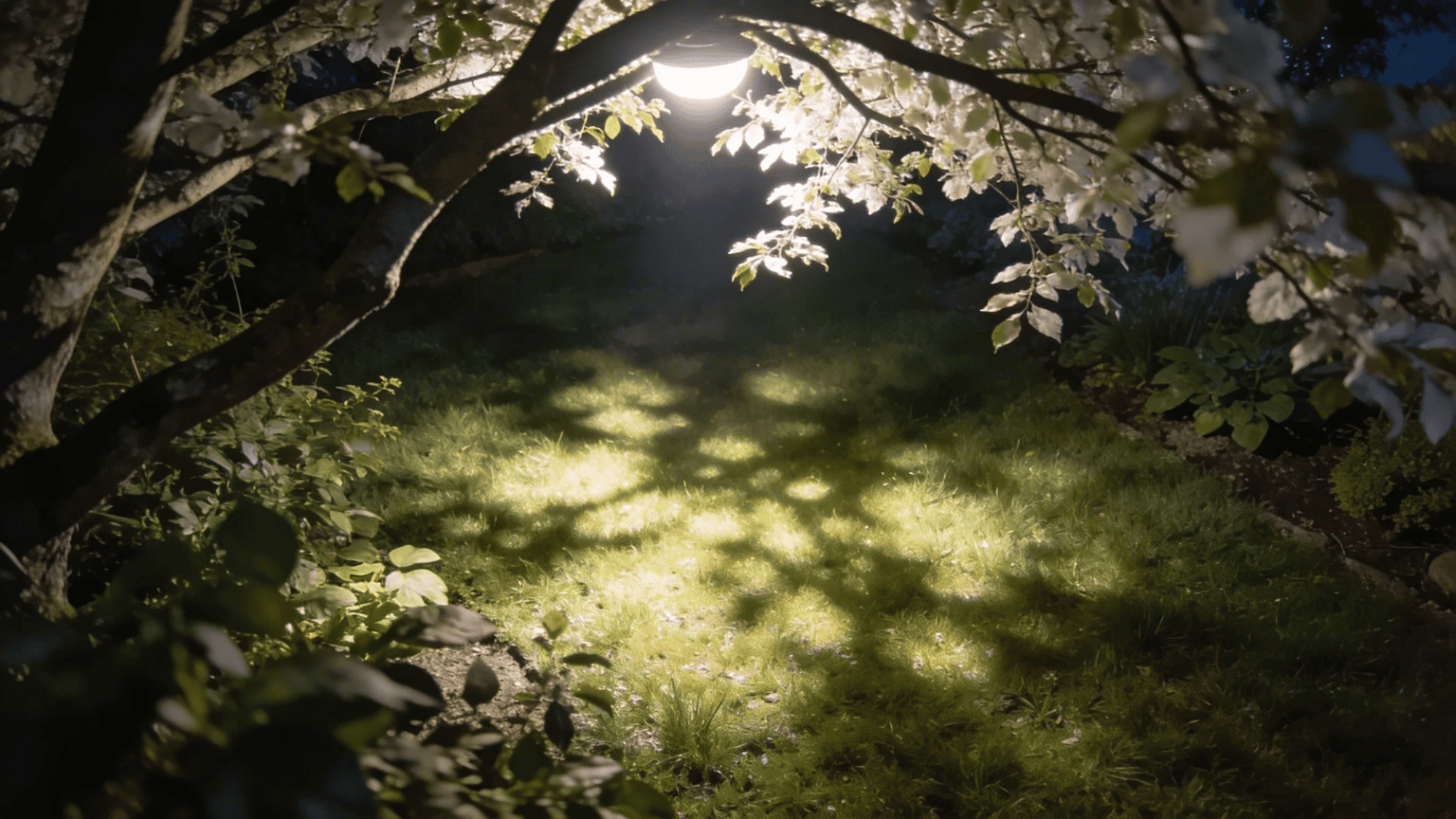 bright overhead light shining through tree branches casting soft glow on grass below