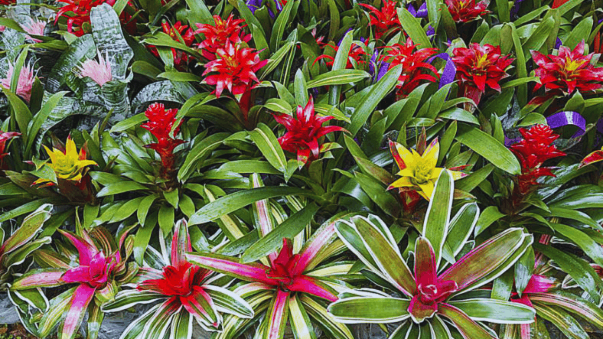 bromeliads with vibrant rosette blooms tropical shower plants (1)
