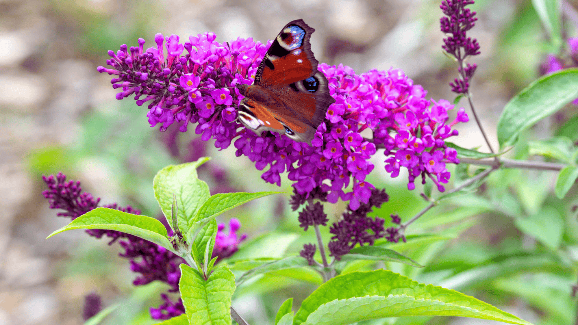 butterfly bush blooming with purple flowers that attract butterflies answering what flowers attract butterflies