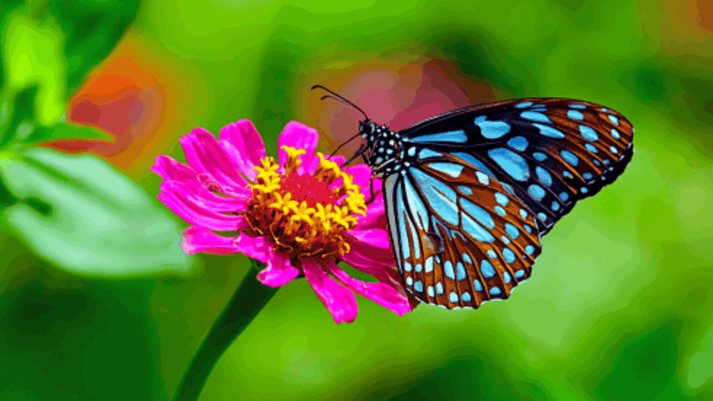 butterfly on a zinnia flower answering what flowers attract butterflies