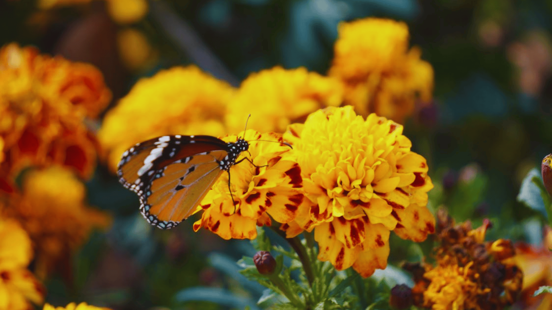 butterfly resting on vibrant marigold flowers in a garden