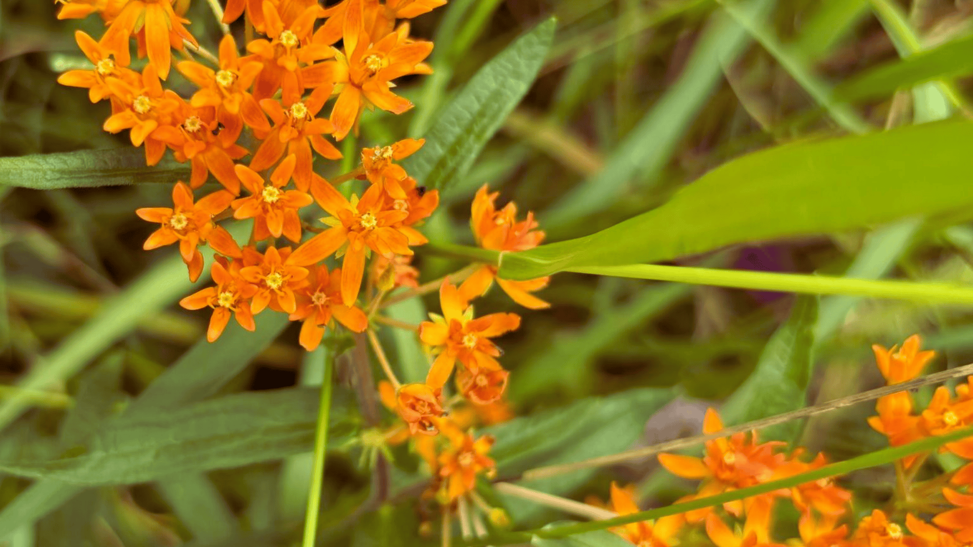 butterfly weed with bright orange flowers that attract butterflies answering what flowers attract butterflies