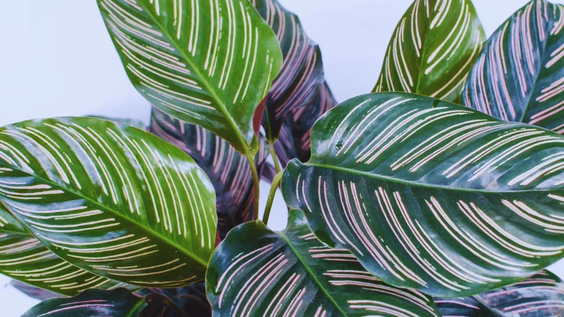 calathea with striped patterned leaves decorative shower plants adding bold tropical greenery