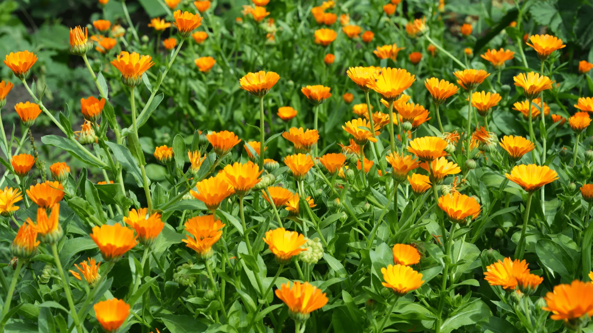calendula is a great companion for cucumbers as it helps repel pests