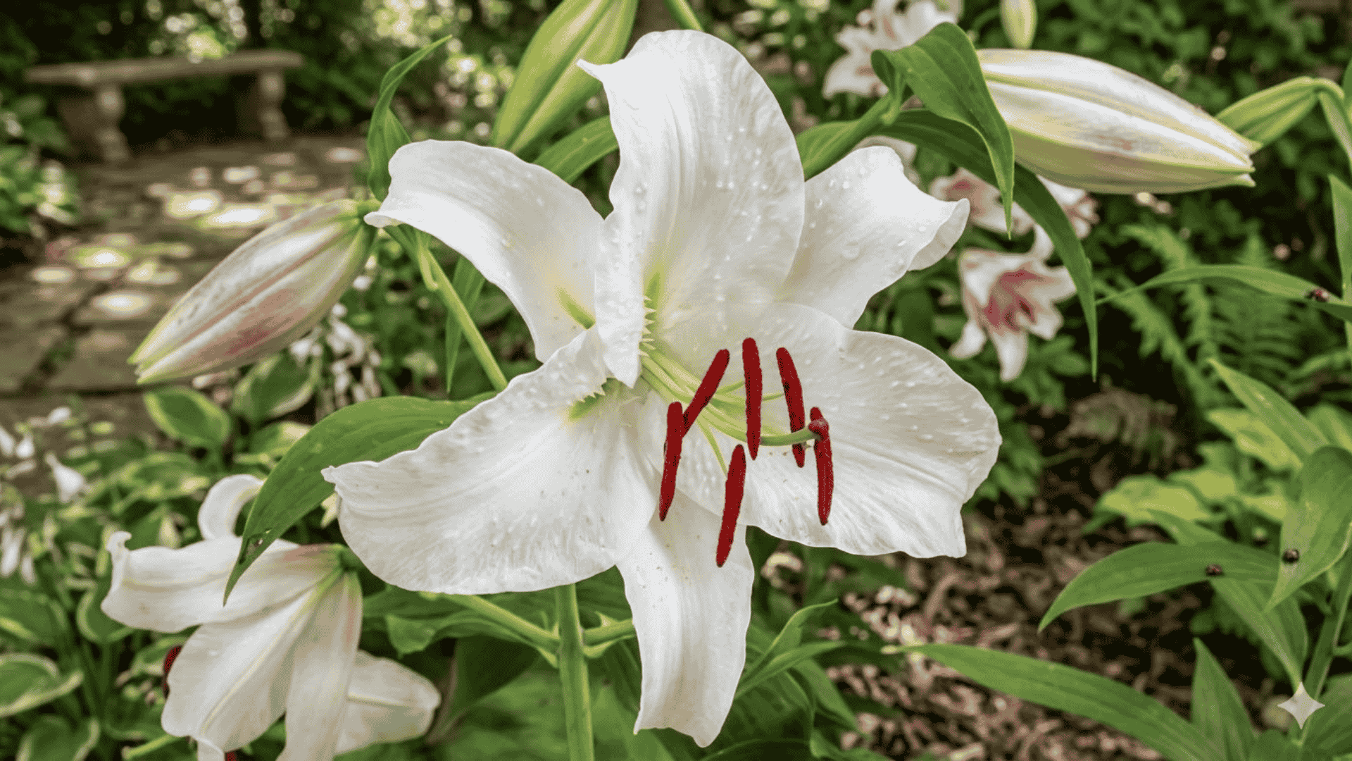 casablanca lily flowers with white trumpet shaped blooms emitting a strong fragrance