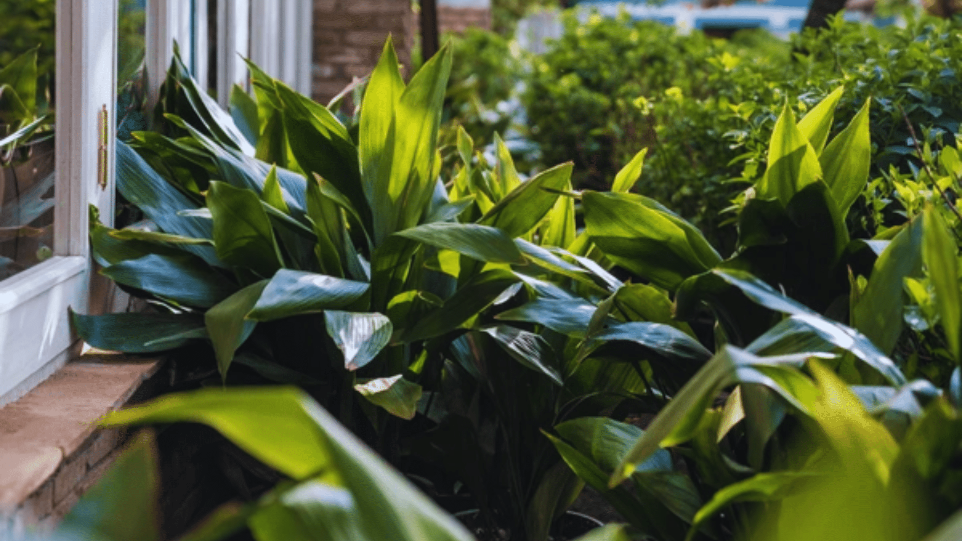 cast iron plant with broad dark leaves durable shower plants thriving easily in low light humid spaces
