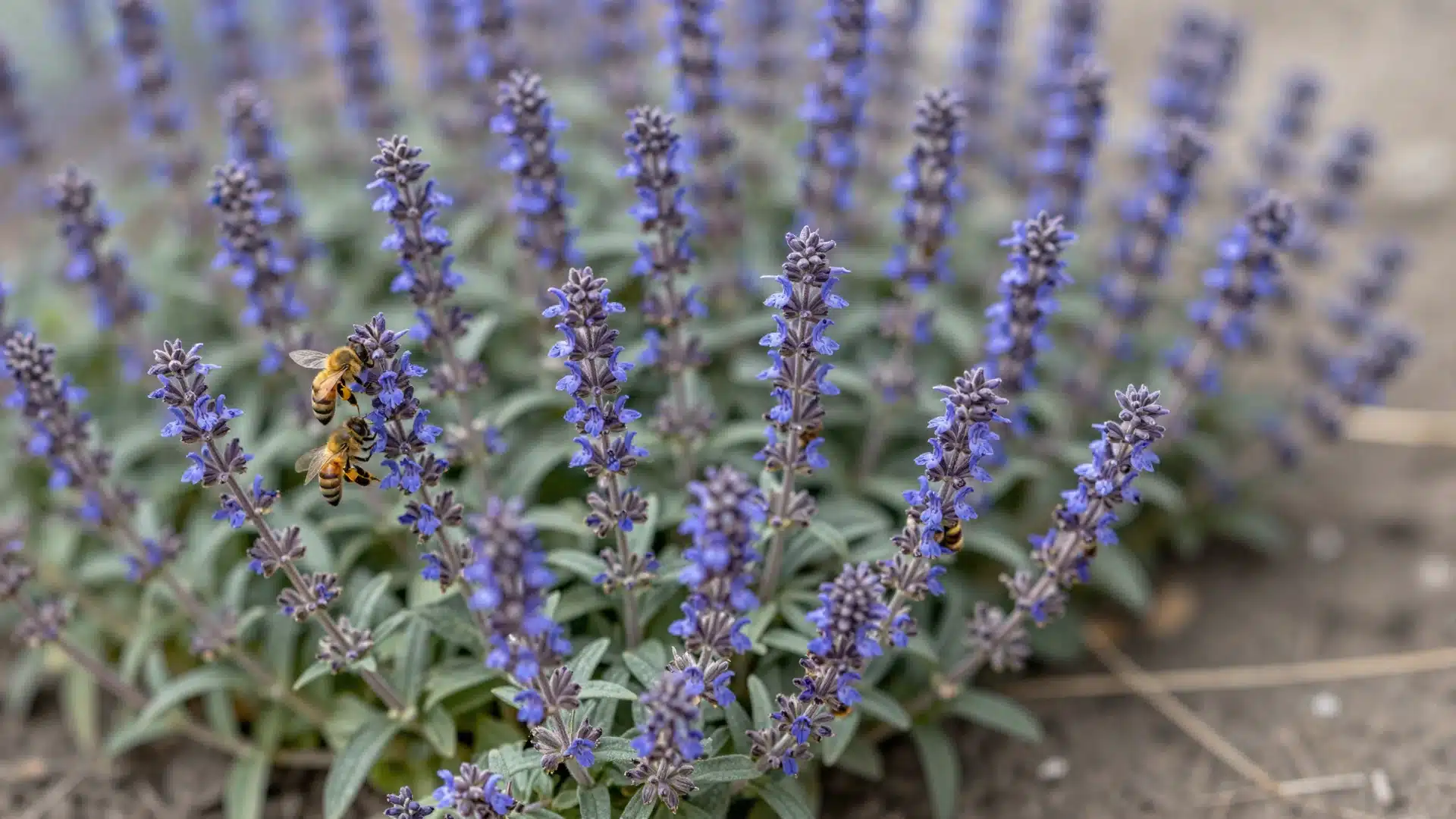 Catmint