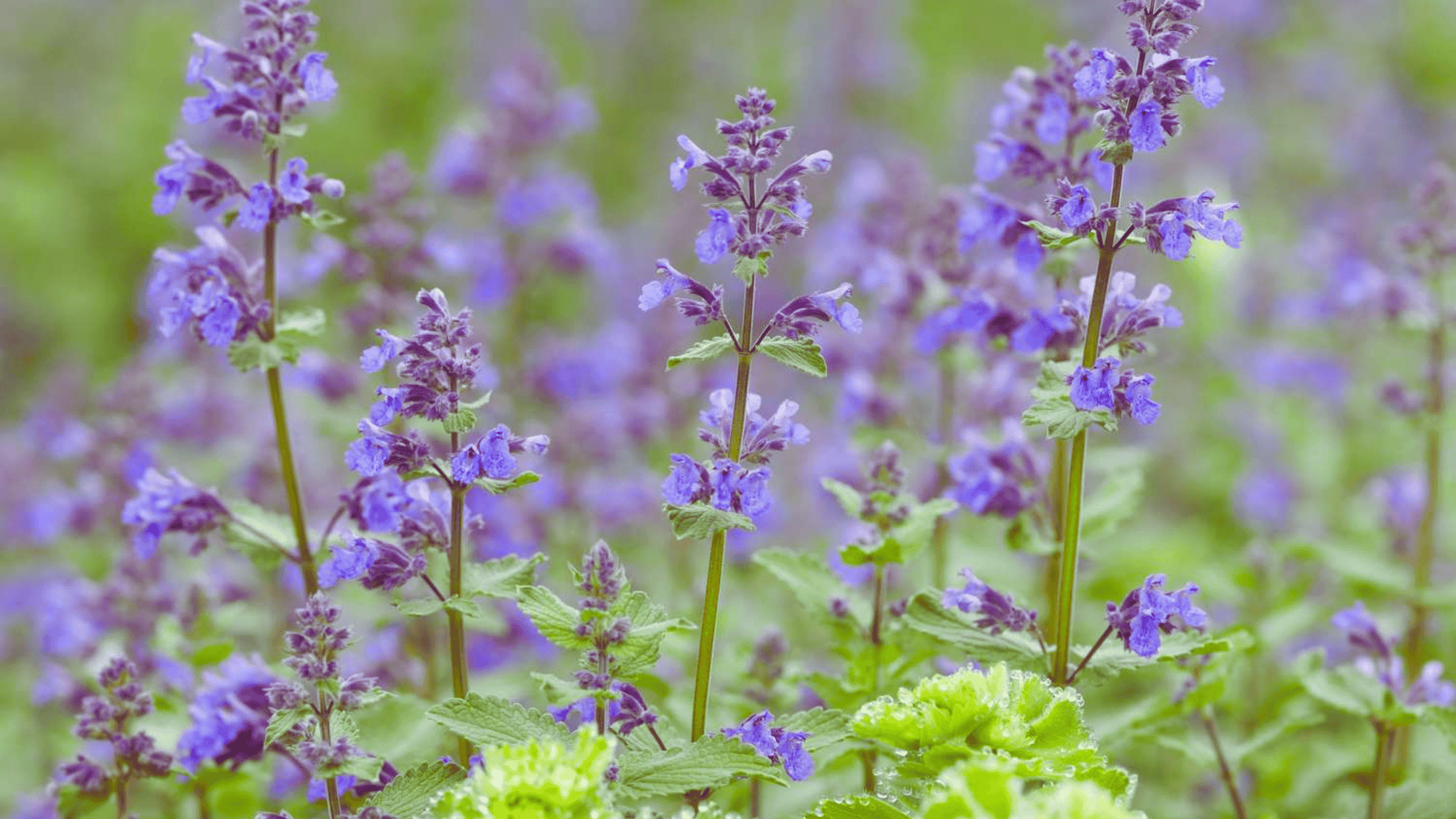catmint with purple flowers that attract butterflies answering what flowers attract butterflies