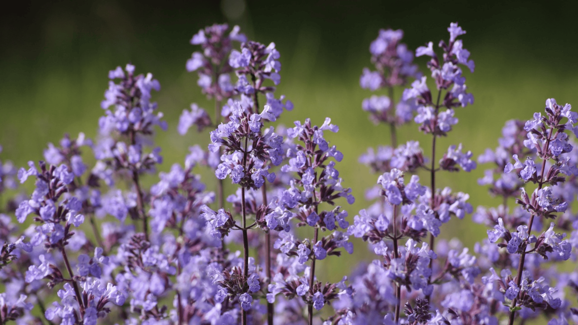 catnip flowers blooming in a garden