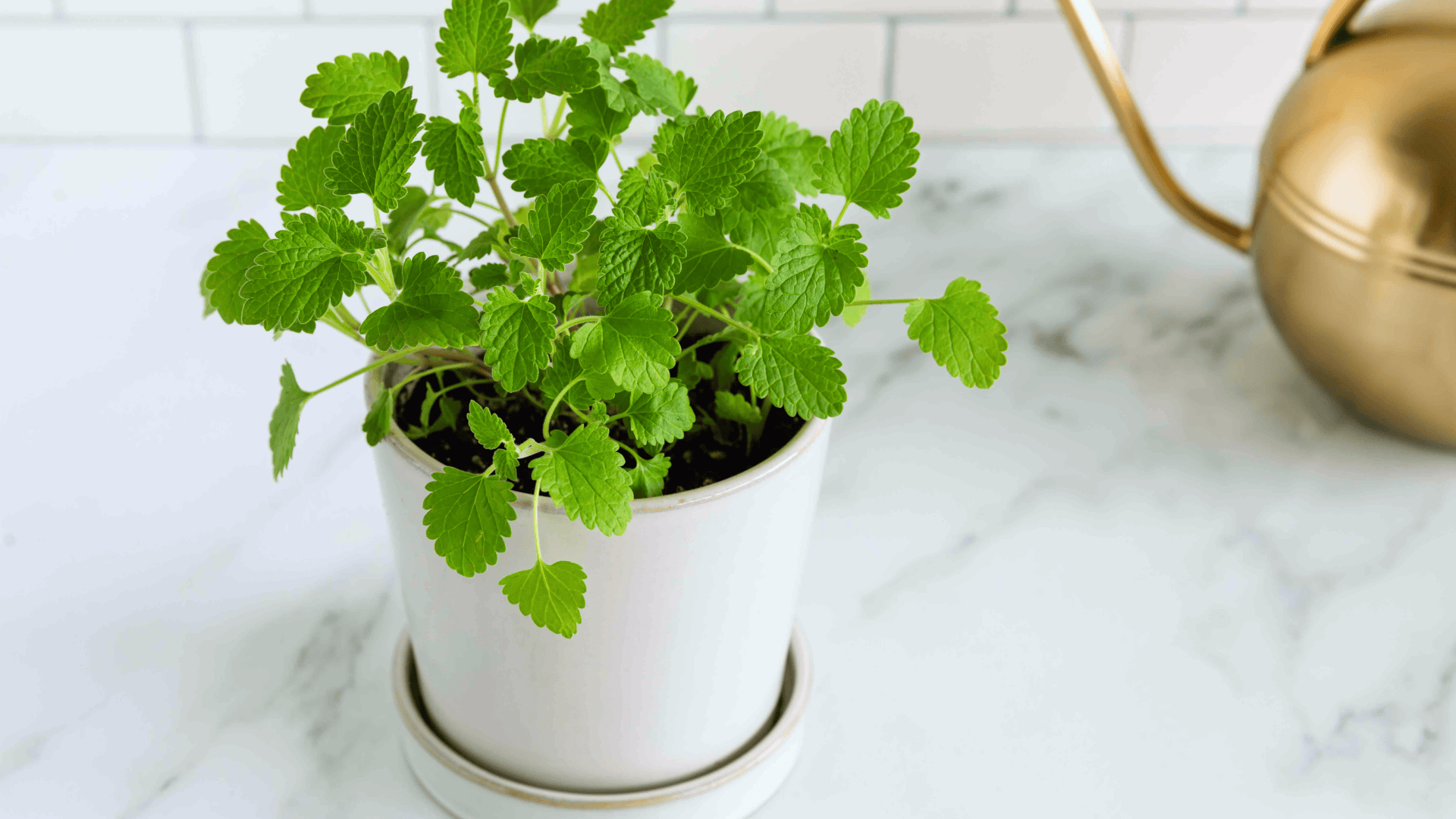 catnip plant growing in a white pot placed on a kitchen counter