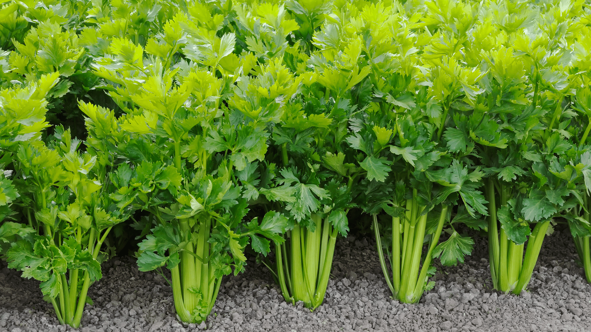 celery plants growing in garden rows an example of spinach companion plants that share similar soil and moisture conditions