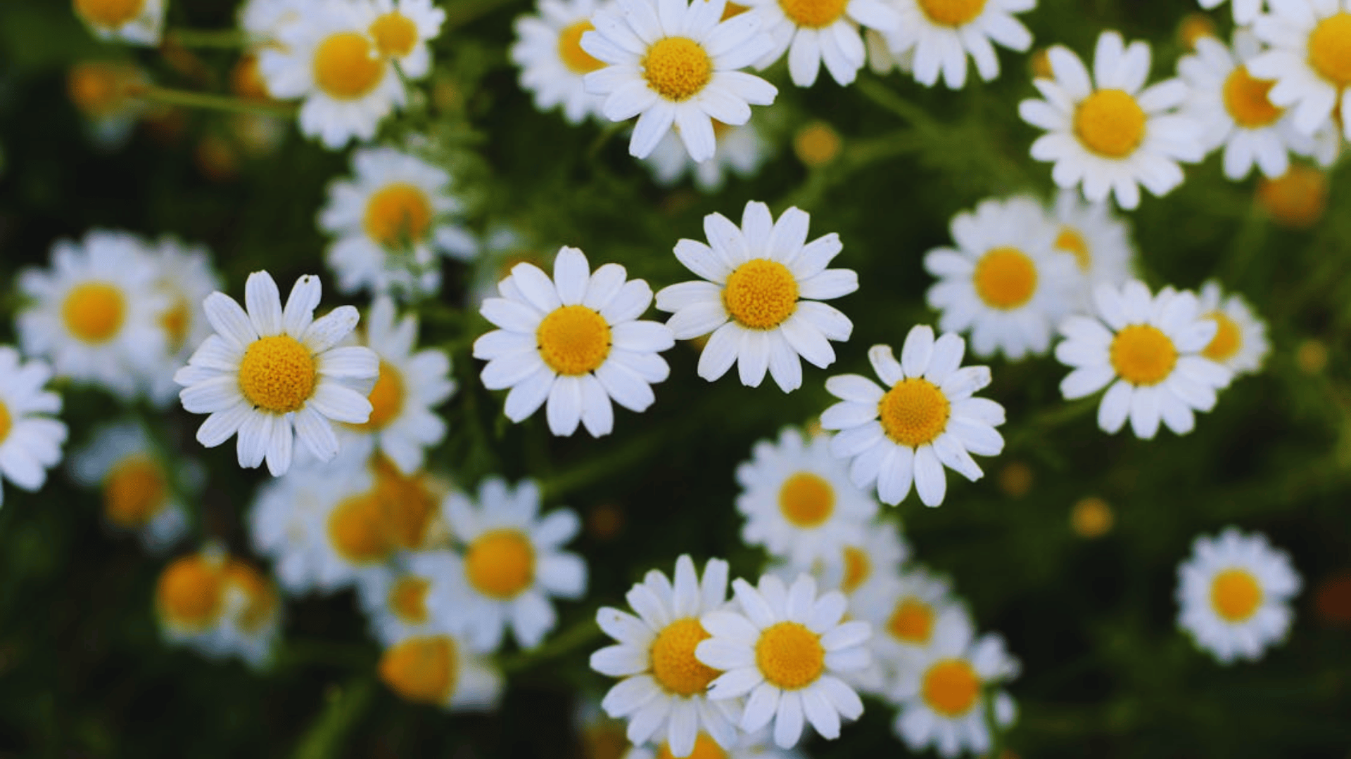 chamomile flowers with white petals and yellow centers growing in a garden