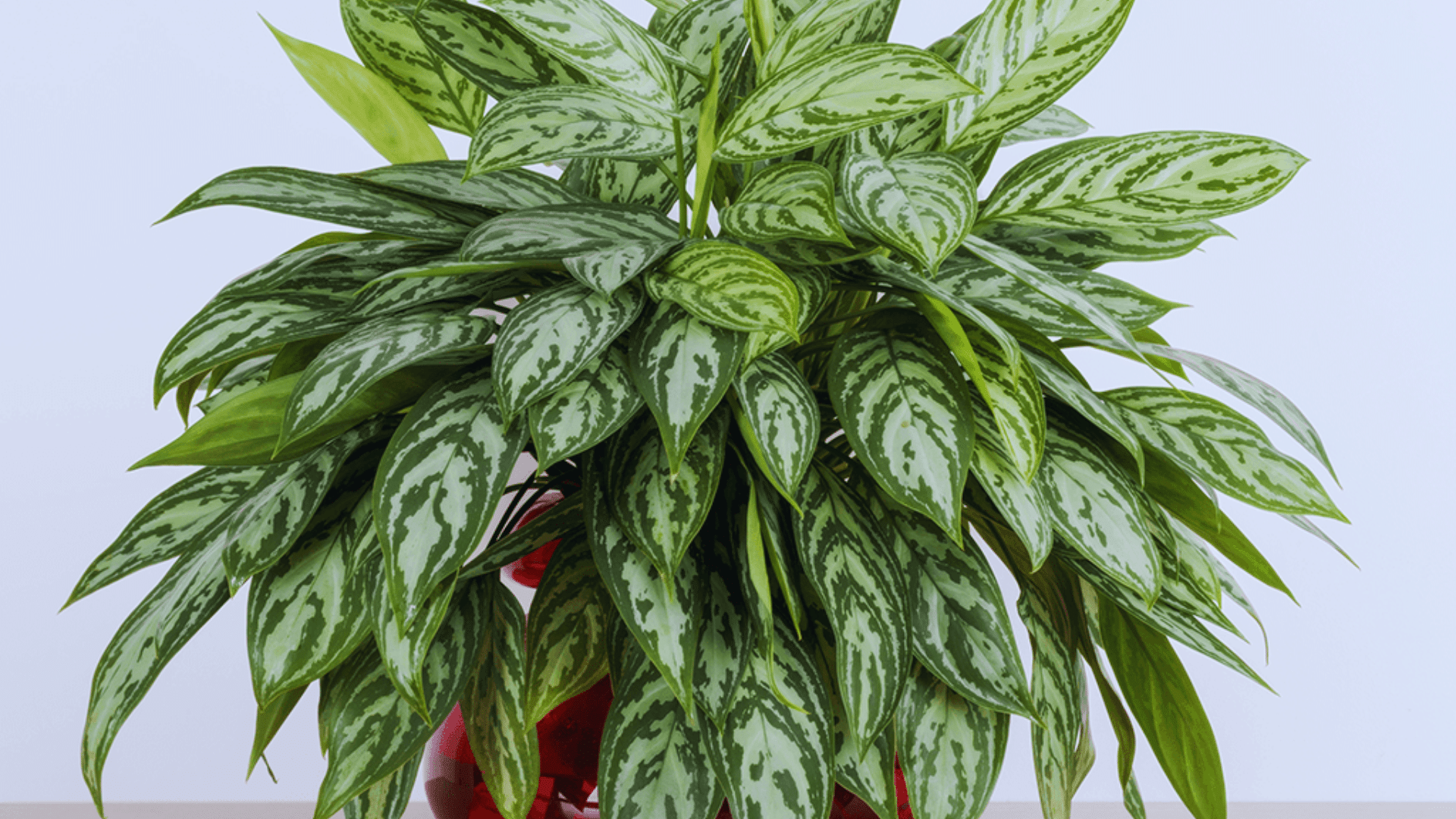 chinese evergreen with silver patterned leaves lush shower plants