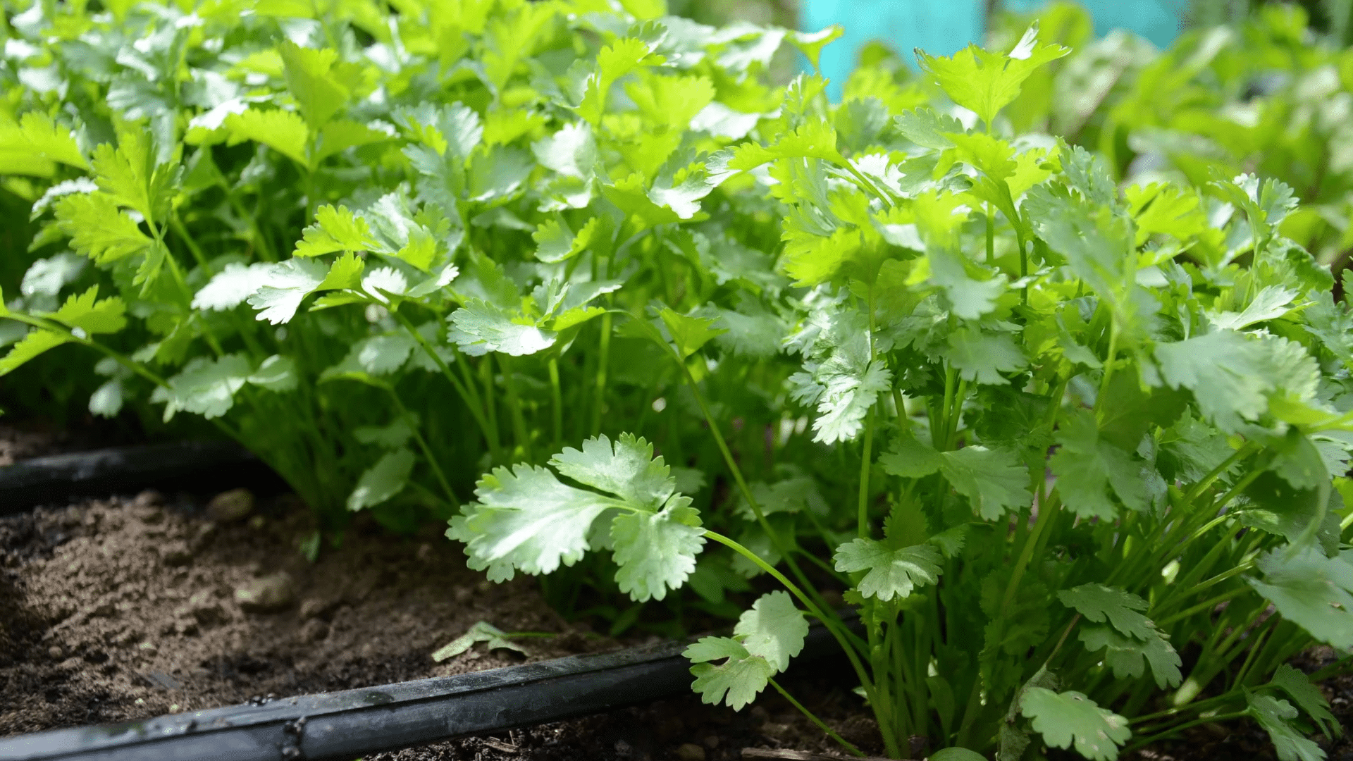cilantro is a good companion for cucumbers as it helps repel aphids