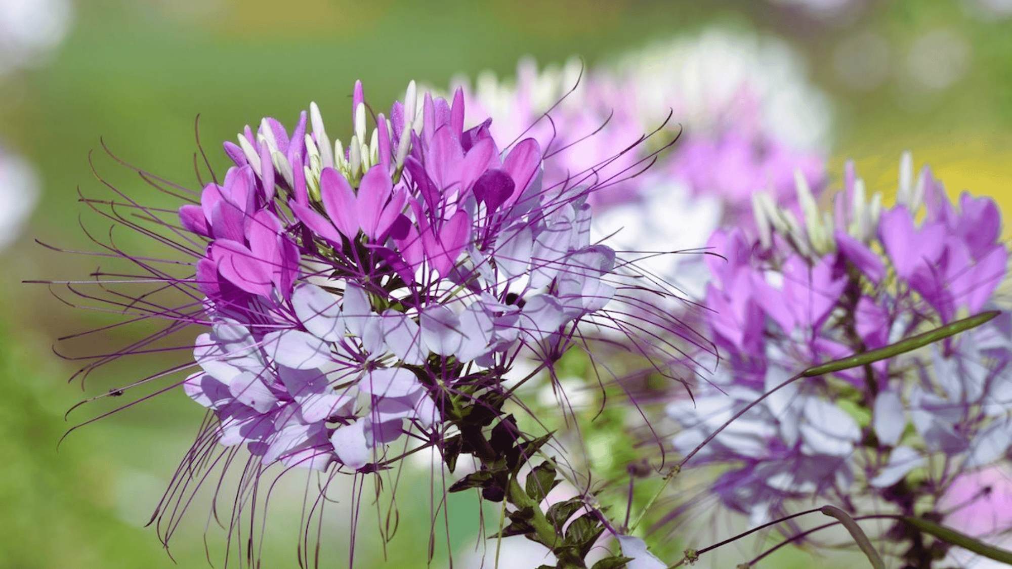 cleome with purple and white flowers that attract butterflies answering what flowers attract butterflies (1)