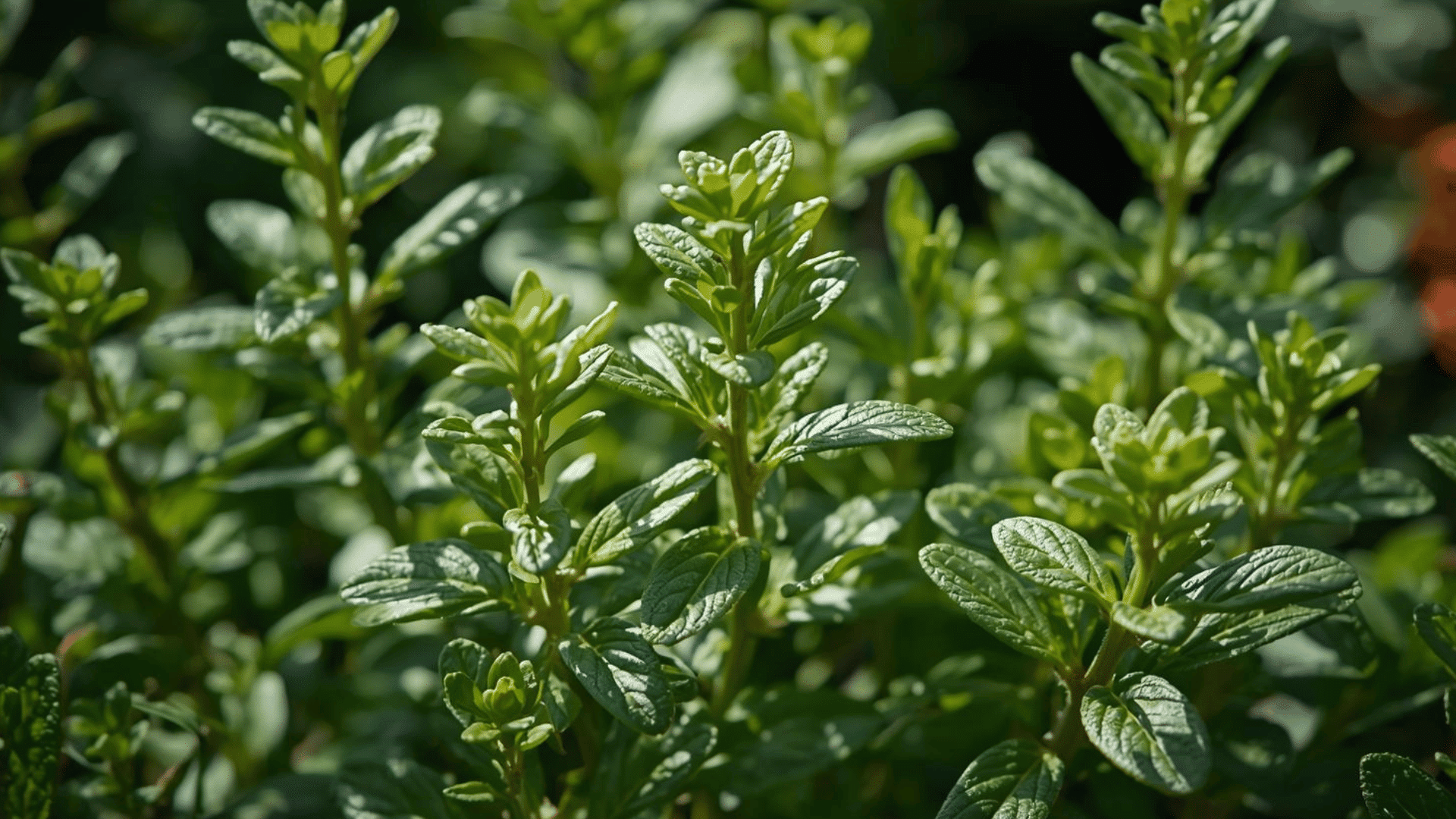 close up of green herb plant with small oval leaves growing upright in sunlight with soft blurred garden