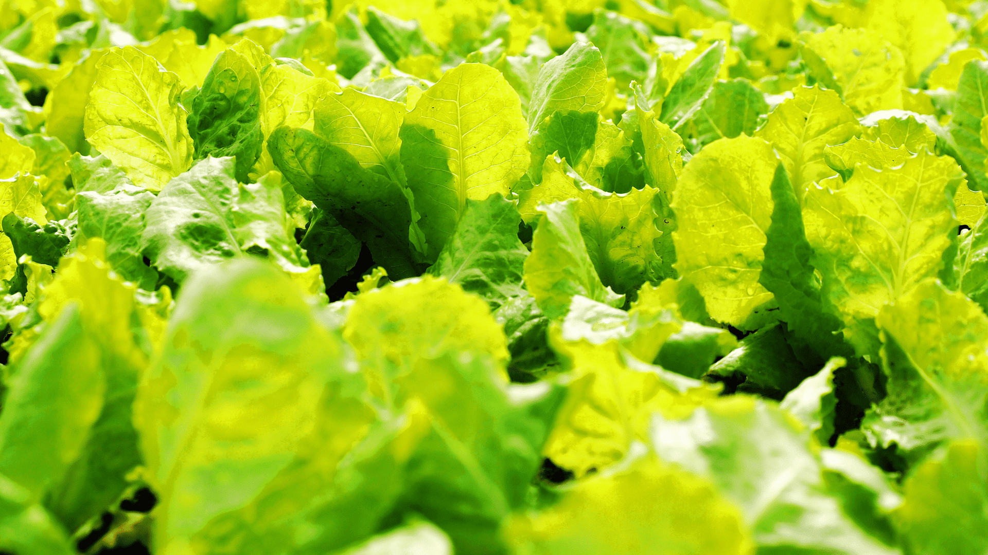close view of leafy green lettuce plants growing densely in garden bed with sunlight highlighting texture