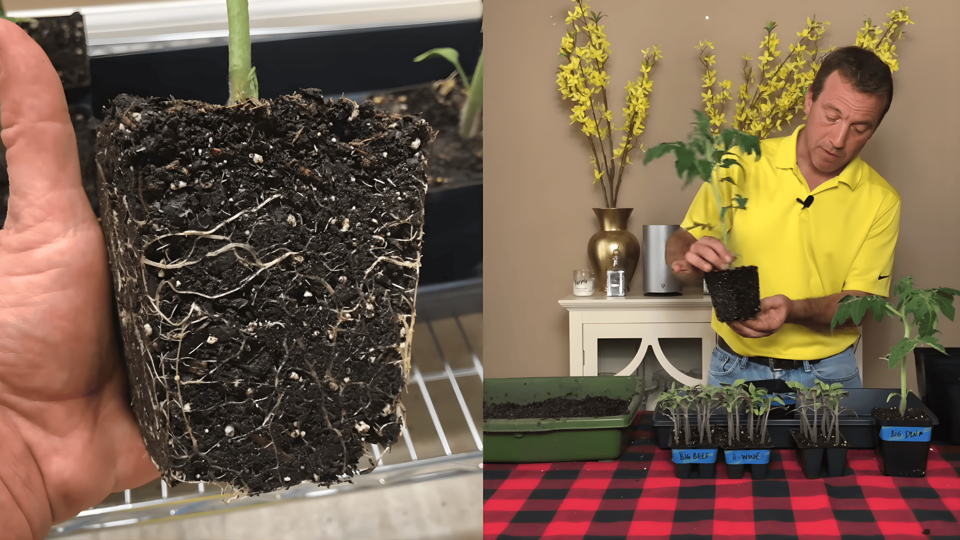 close view of roots showing when to transplant tomato seedlings and man holding plant ready for repotting indoors