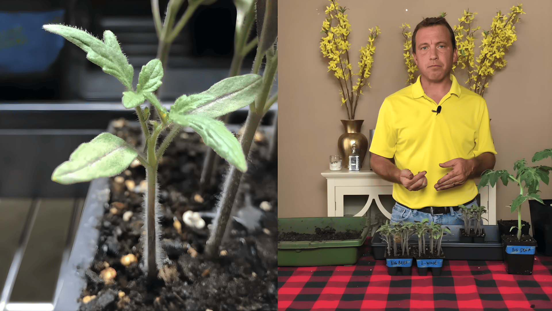 close view of young tomato plants showing when to transplant tomato seedlings and man explaining growth stage indoors