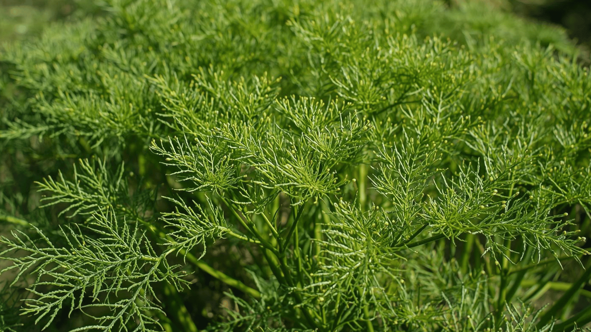 cluster of fine leafy dill or fennel plants growing densely in garden with sunlight highlighting thin ste