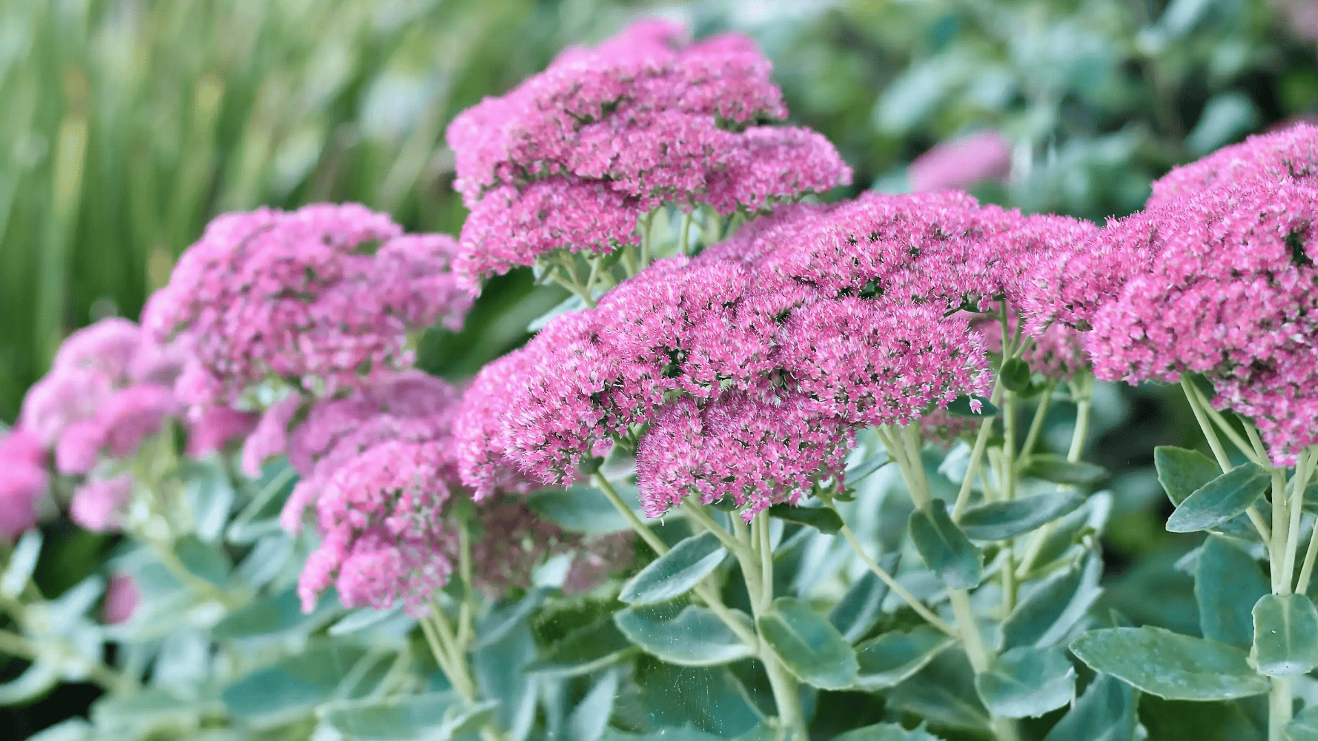 clusters of small pink flowers growing on green leafy stems in a garden with soft blurred background