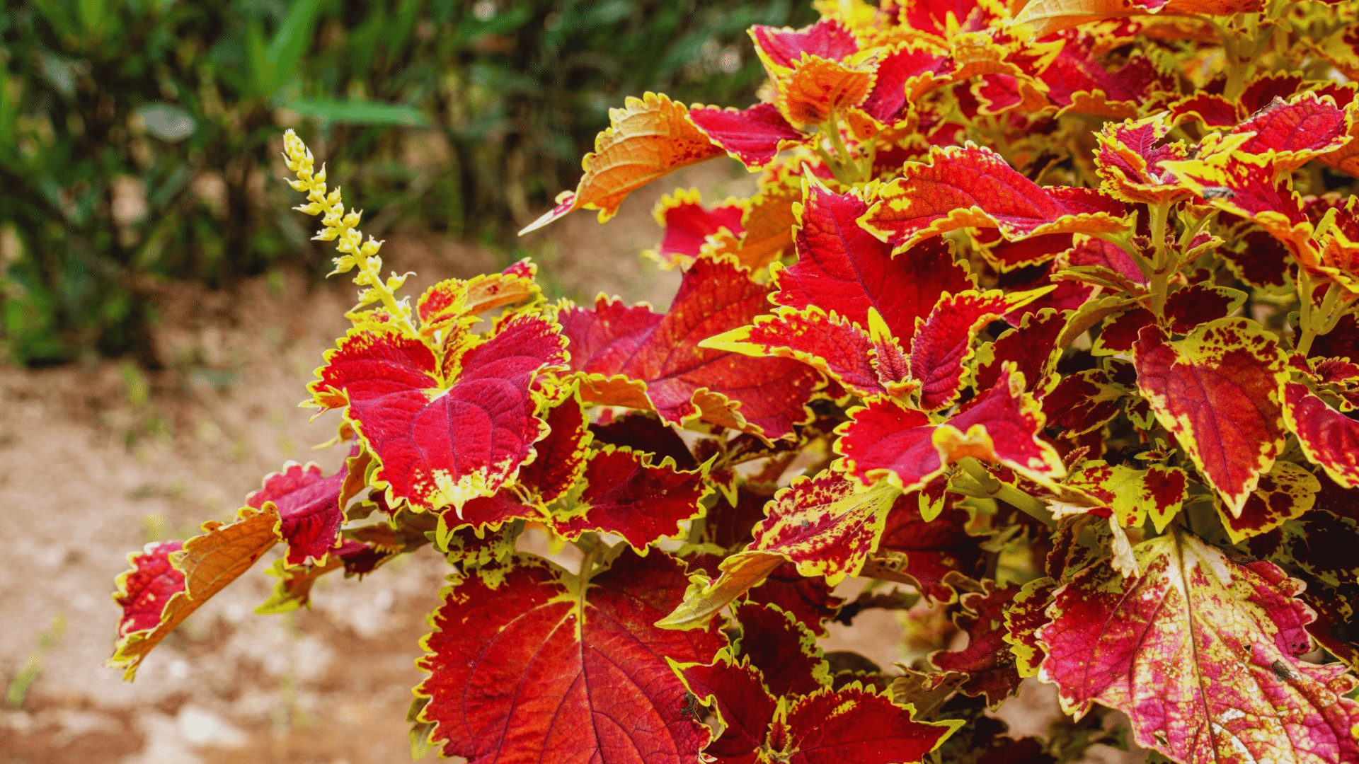 coleus with colorful patterned foliage decorative shower plants