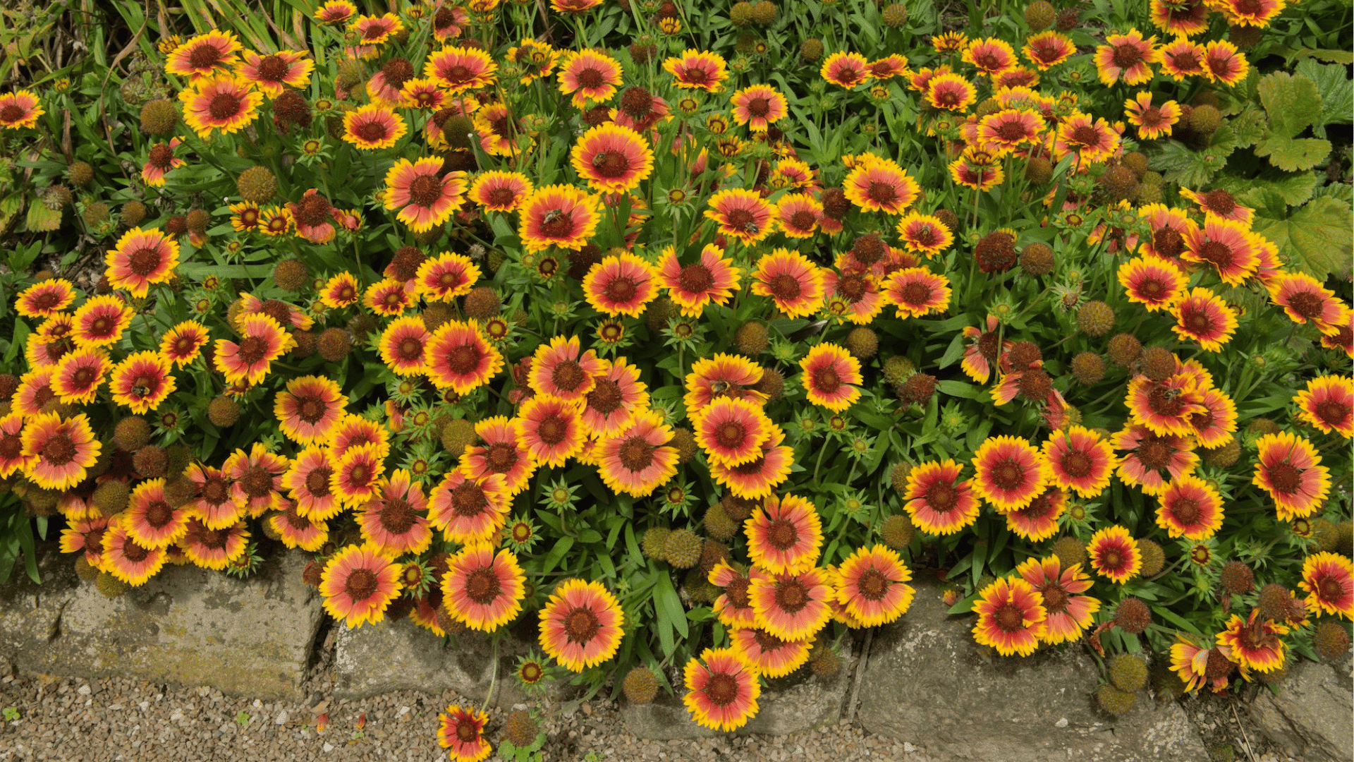 colorful blanket flowers with red and yellow petals growing densely along garden border with green foliag