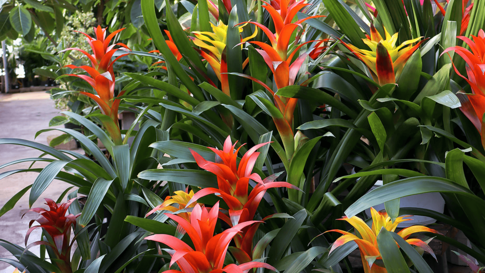 colorful bromeliad plants with bright red and yellow flowers and green leaves ideal decorative shower plants for indoor spaces