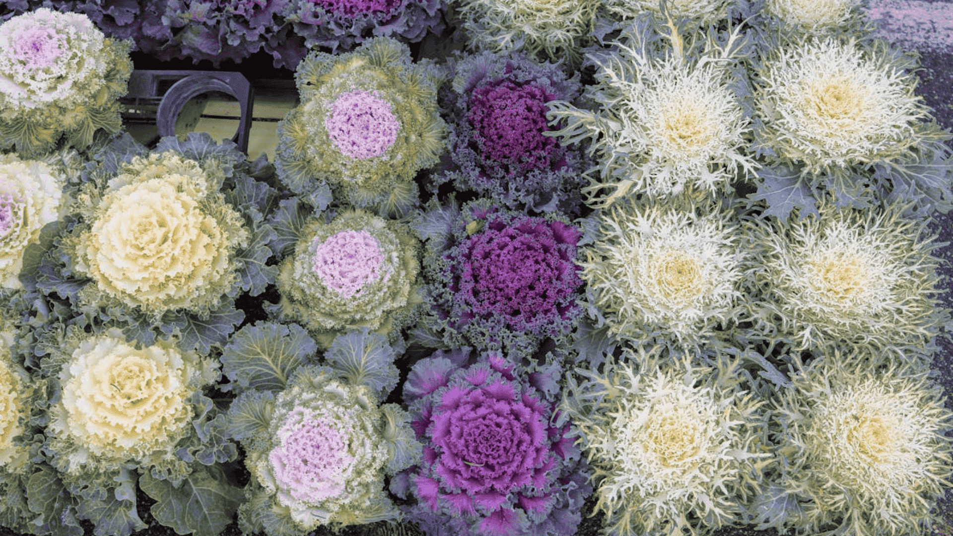 colorful ornamental kale with purple and white frilly leaves
