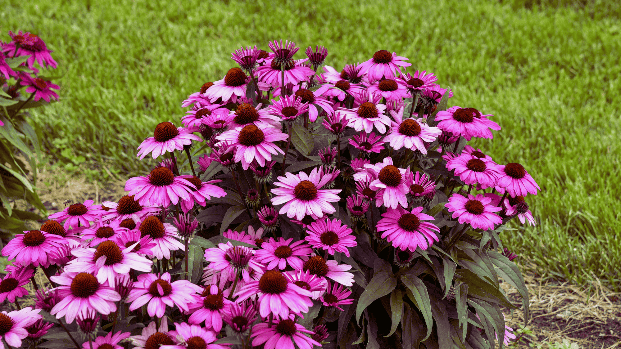 coneflower echinacea with pink petals that attract butterflies answering what flowers attract butterflies