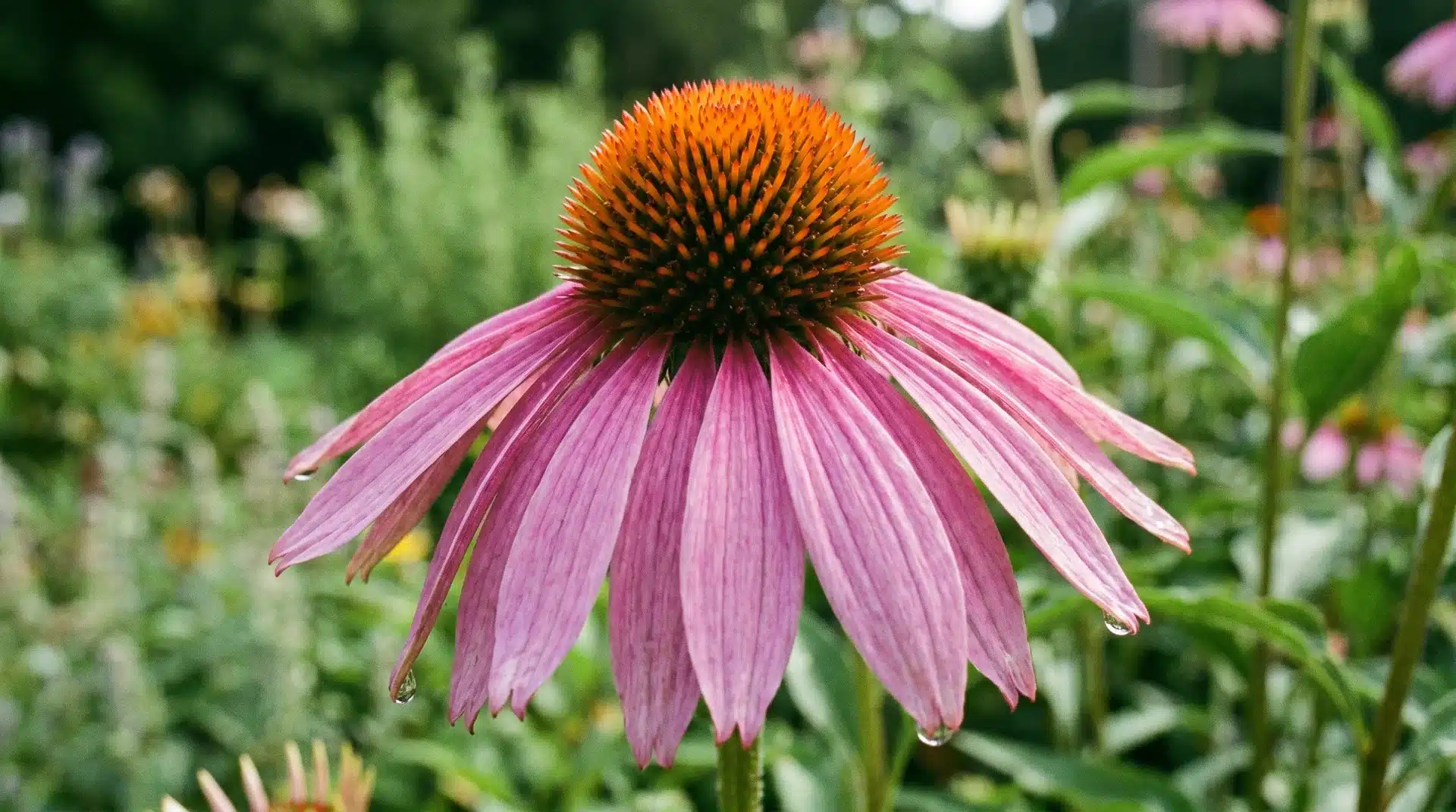 Coneflower