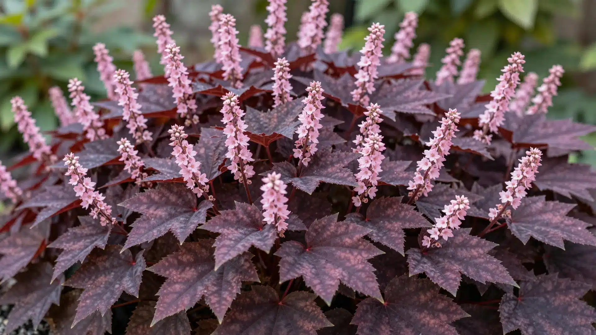 coral-bells