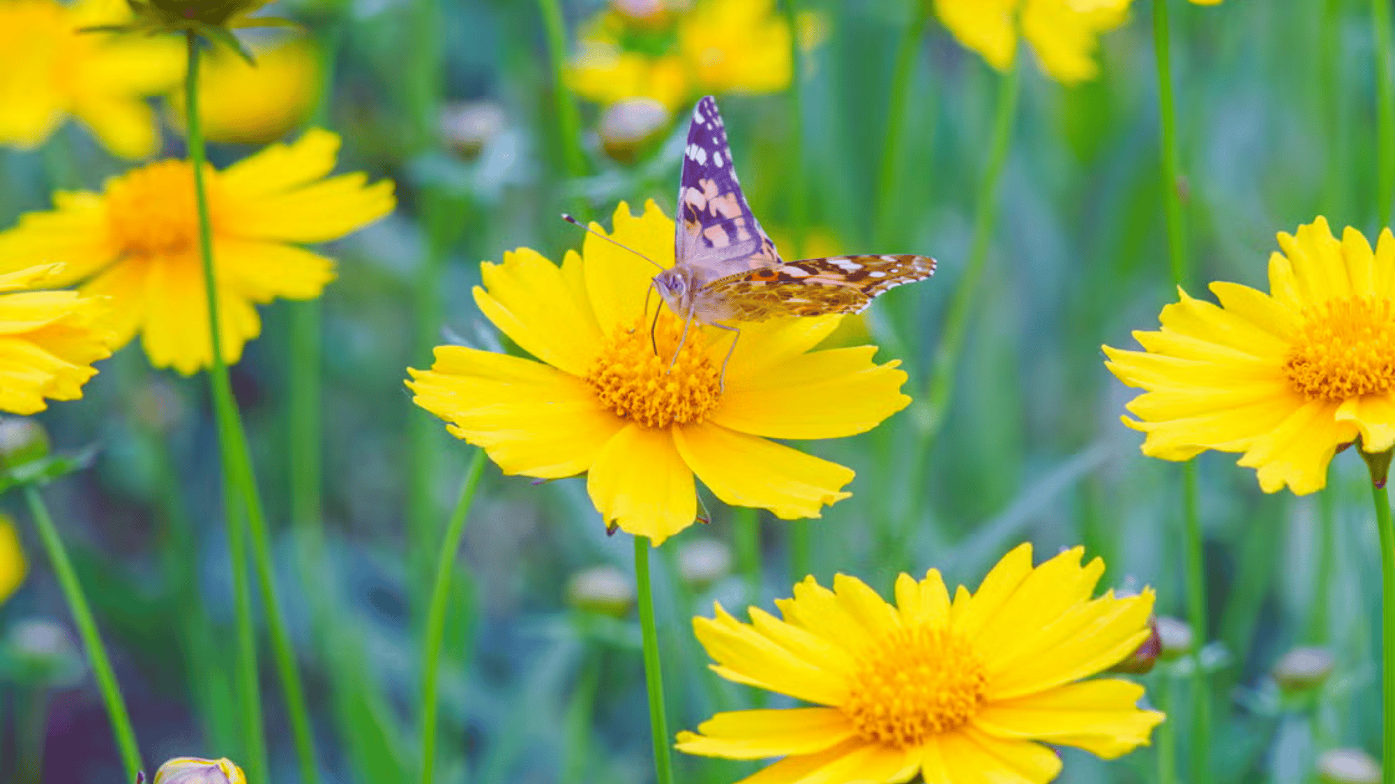 coreopsis with yellow flowers that attract butterflies answering what flowers attract butterflies