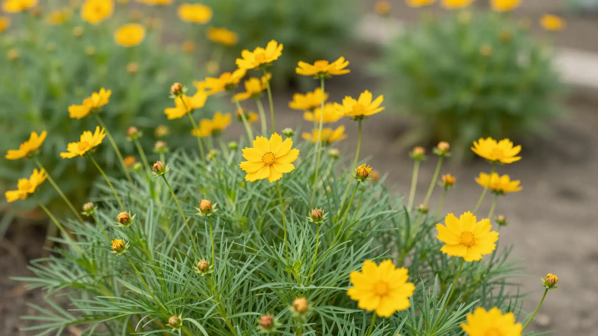 Coreopsis