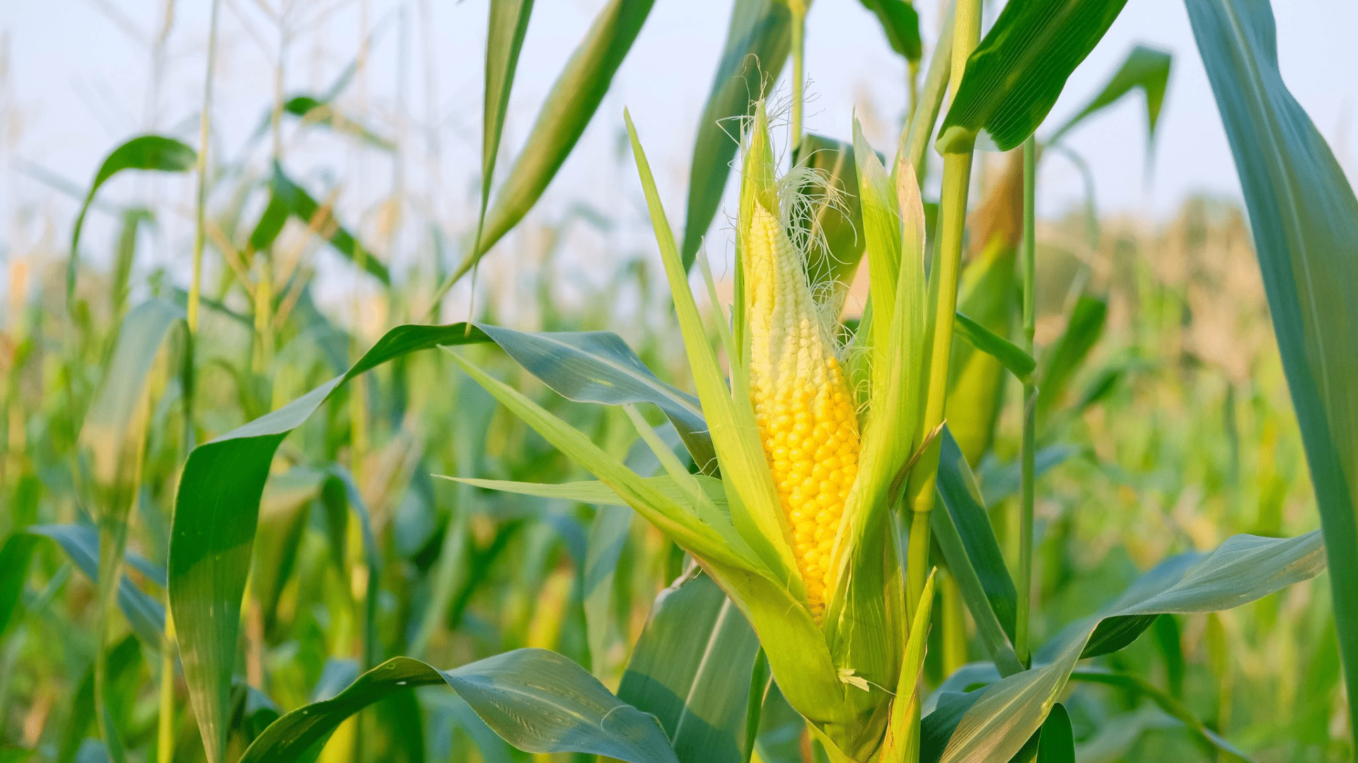 corn is a good companion for cucumbers as it provides vertical support