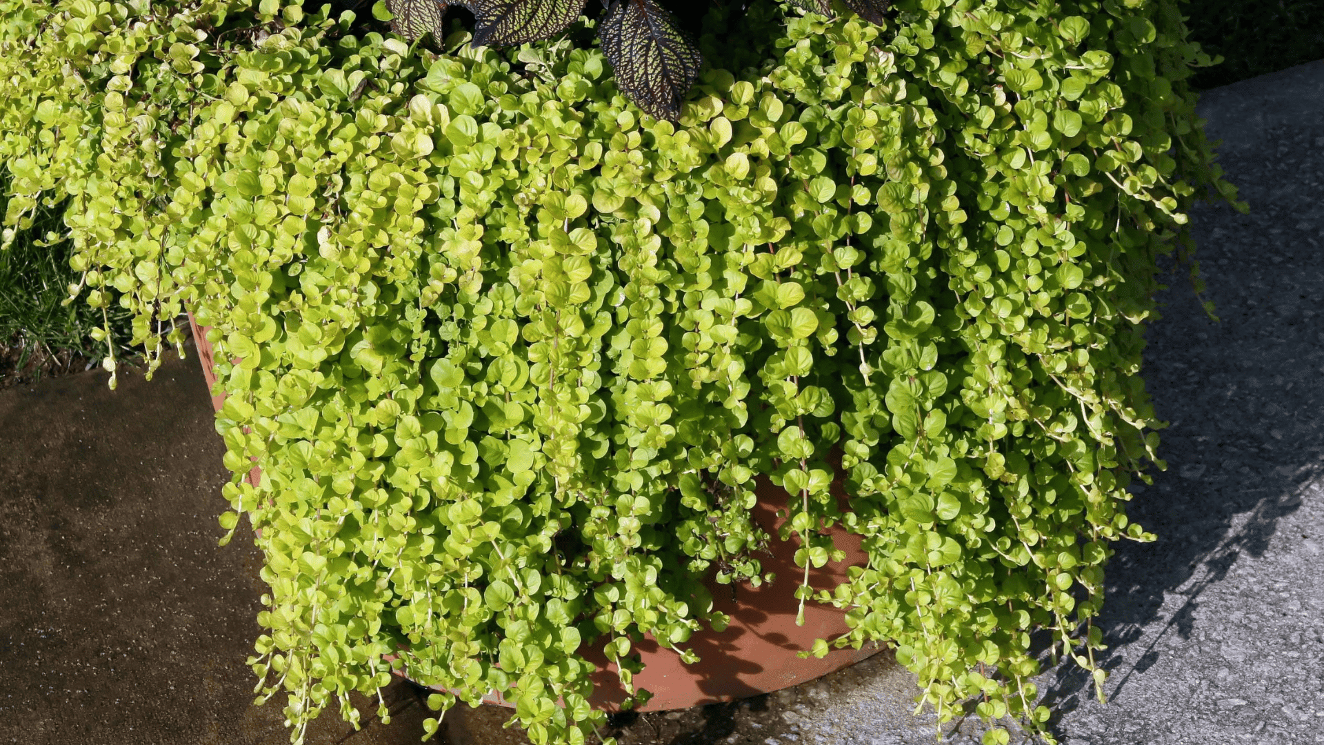 creeping jenny trailing from a planter with bright green leaves a popular choice for shower plants in humid indoor spaces
