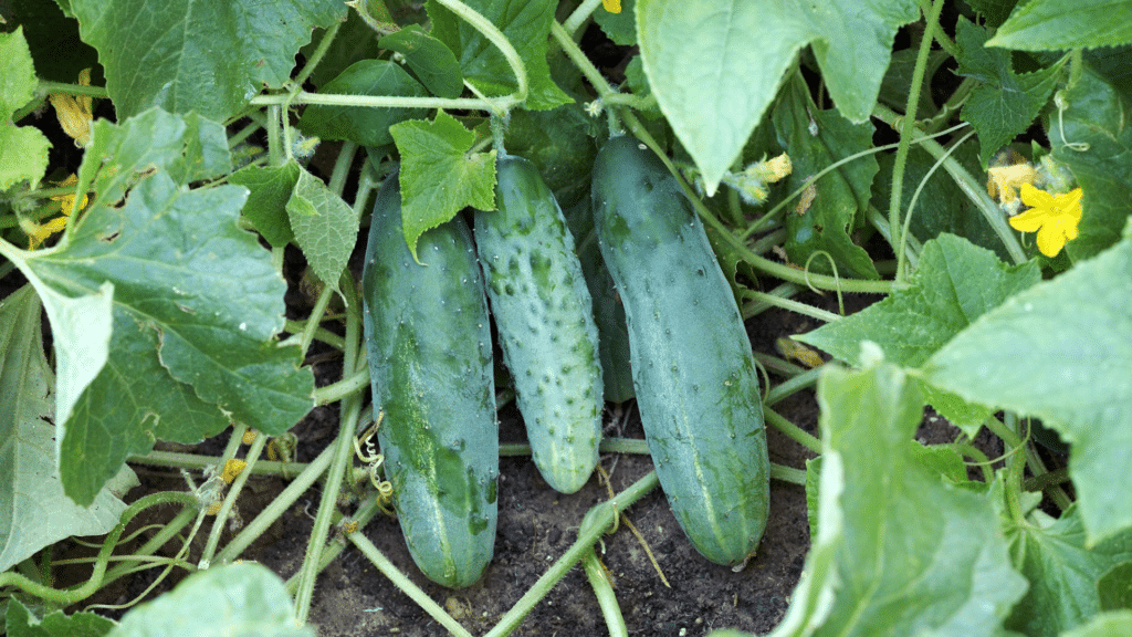 Cucumbers growing on vines thrive when planted with beans and various plants