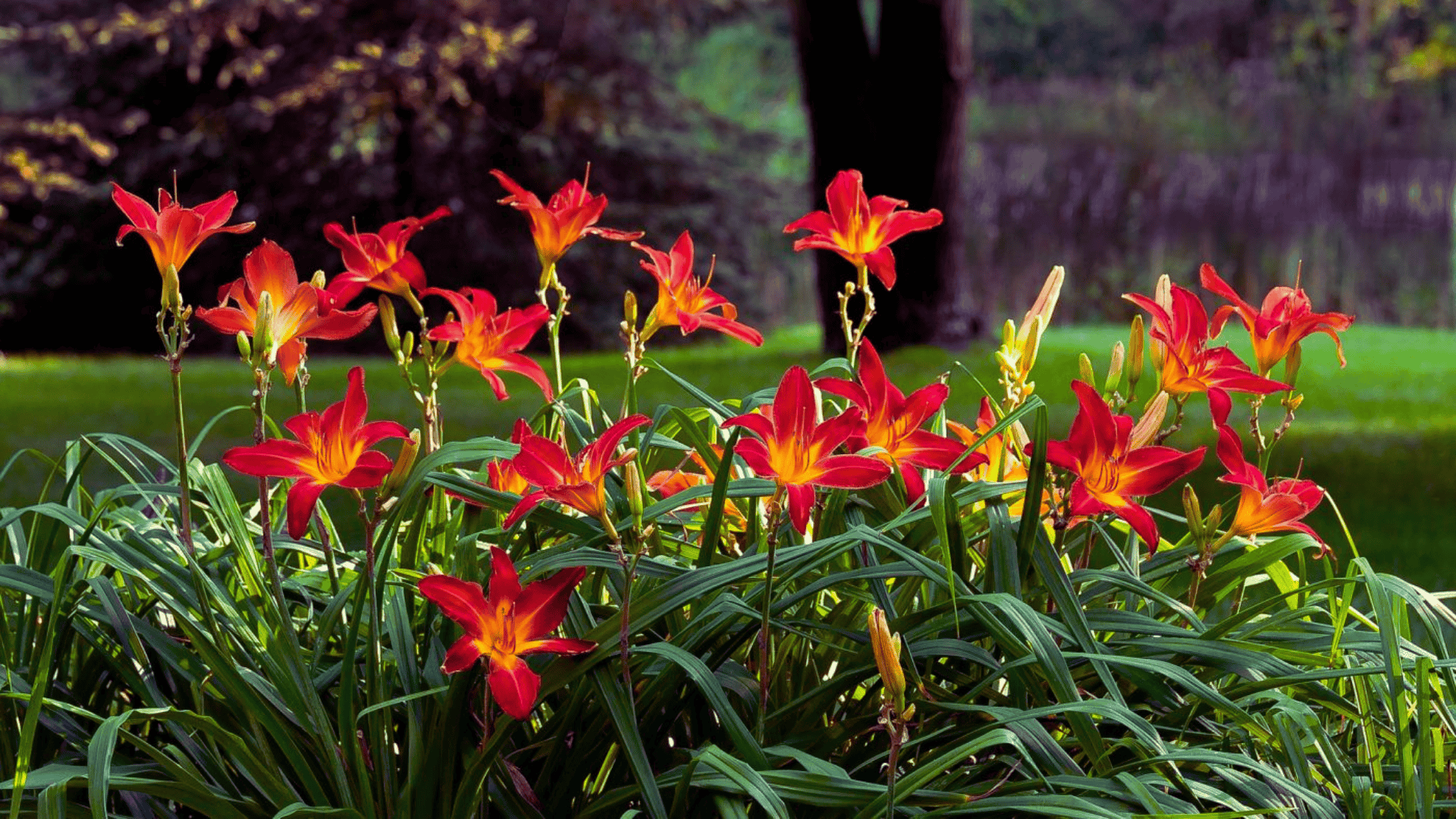 daylily with red and orange flowers that attract butterflies answering what flowers attract butterflies