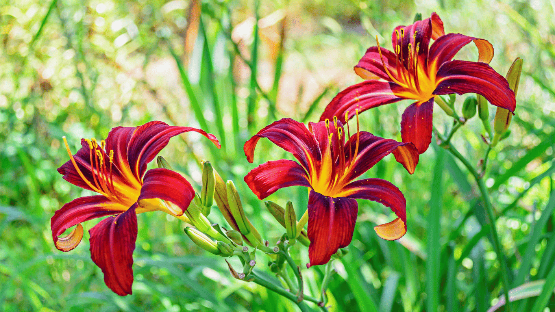 deep red daylilies with yellow centers blooming in a green garden with fresh leaves and flower buds
