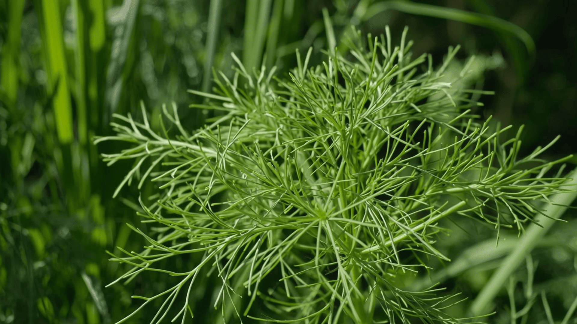 delicate dill plant with fine feathery leaves growing in sunlight with soft green blurred background