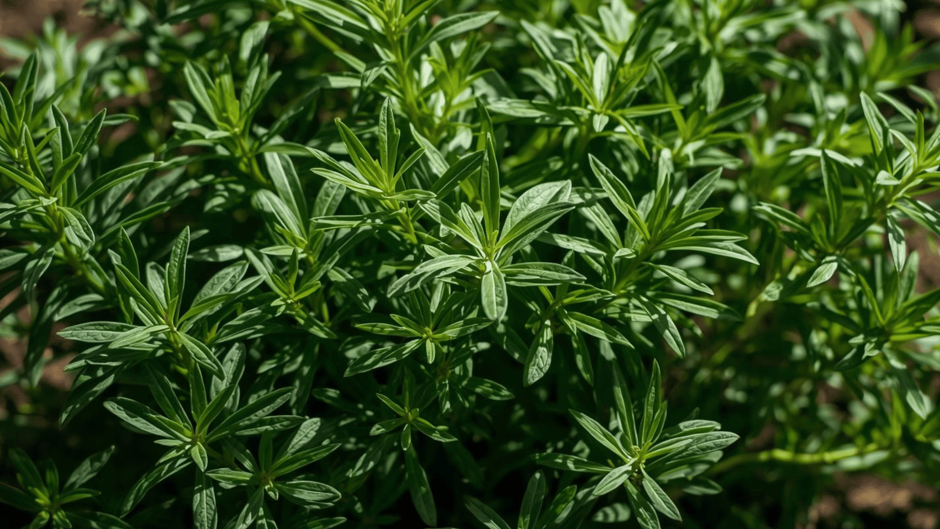 dense green herb foliage with narrow leaves growing closely together in bright sunlight creating textured