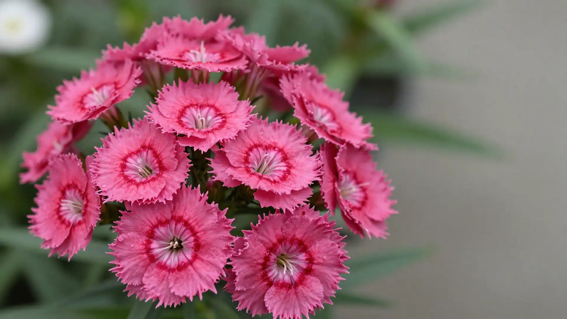 Dianthus