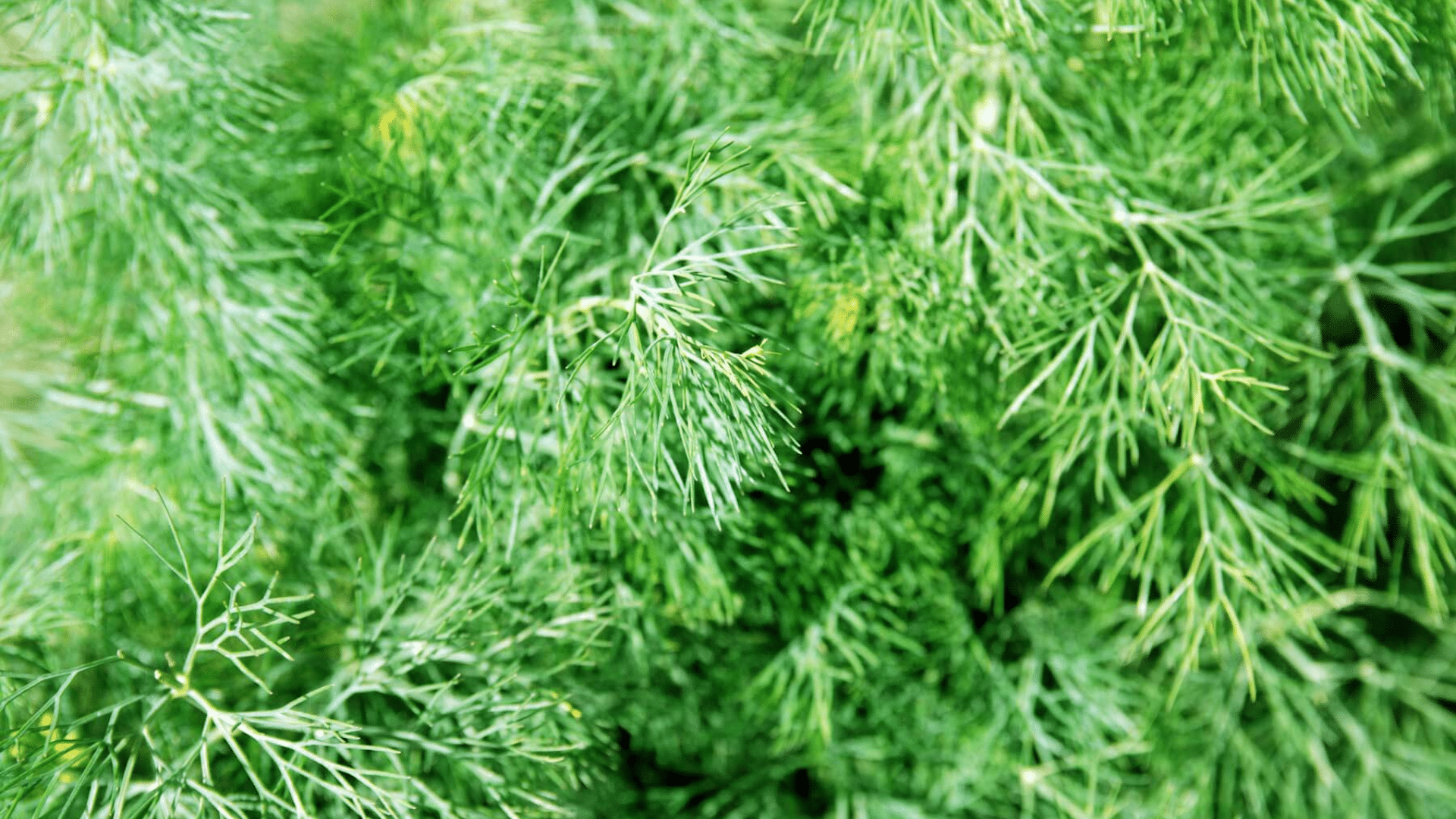 dill is a great companion for cucumbers as it attracts beneficial insects