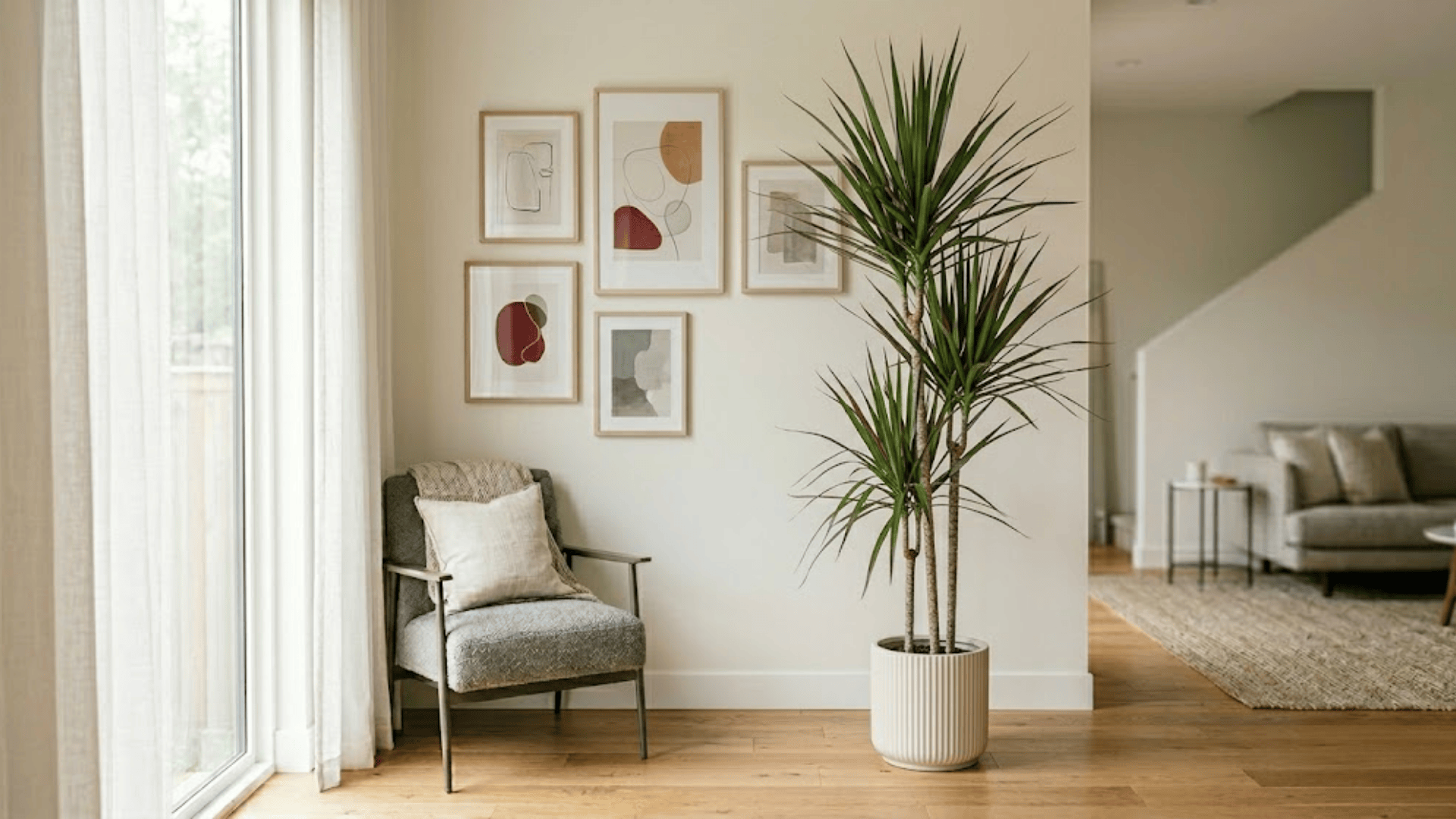 dracaena plant in pot near wall showing popular house plants for modern indoor greenery (2)