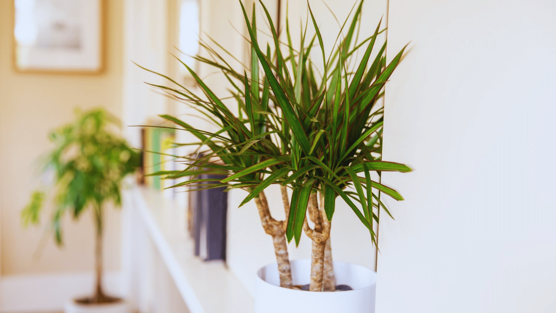dracaena with slender spiky leaves tropical shower plants