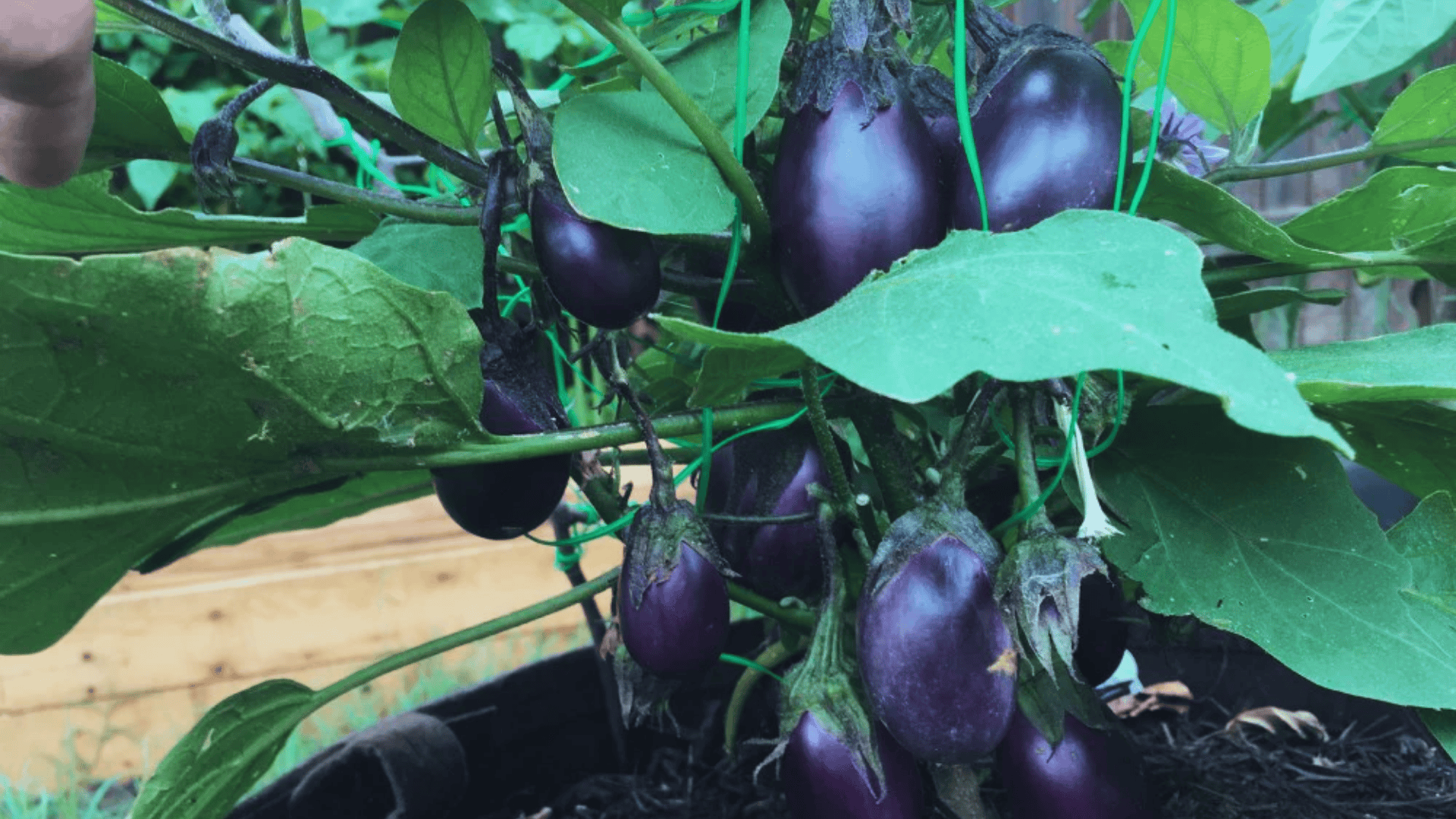 eggplant fruits growing on plant in garden container with green leaves