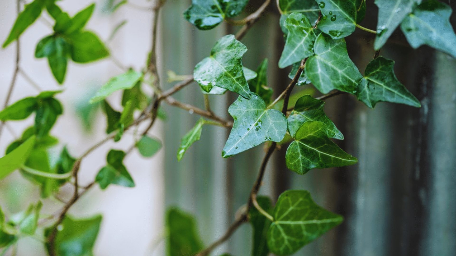english ivy climbing vine lush shower plants bringing fresh trailing greenery to humid bathroom spaces