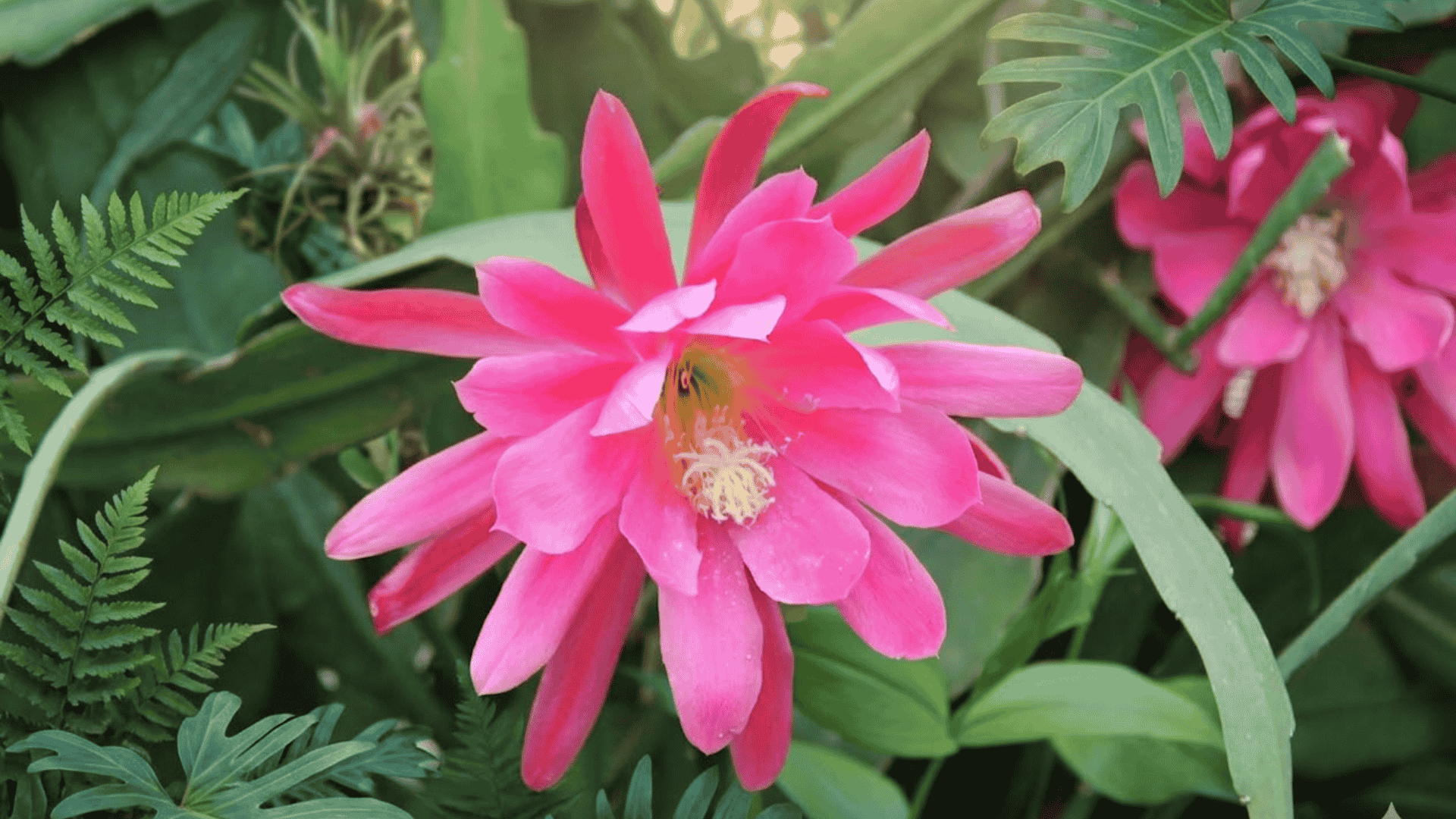 epiphyllum flowers with large pink blooms opening at night on a cactus